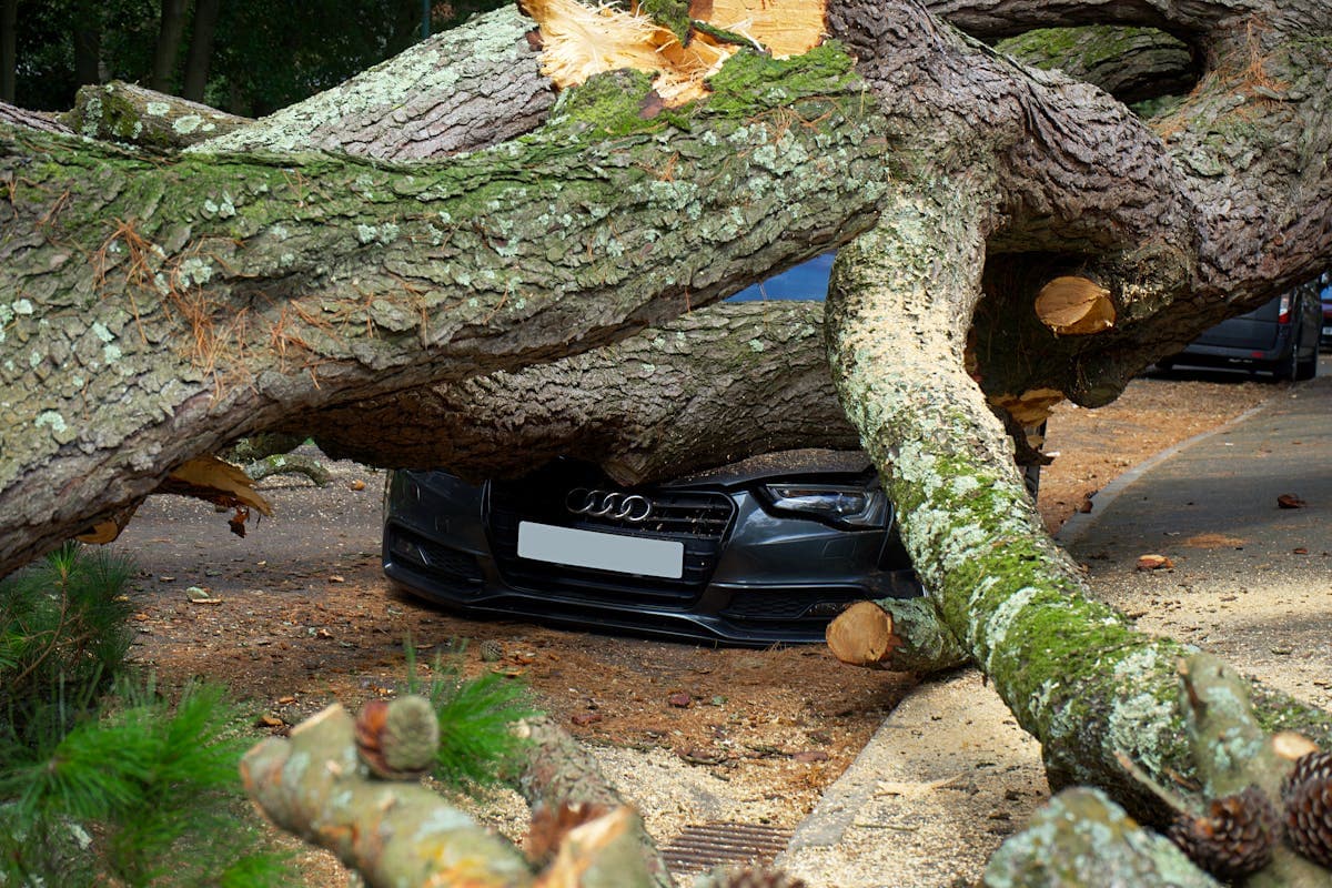 Emergency tree removal after storm damage